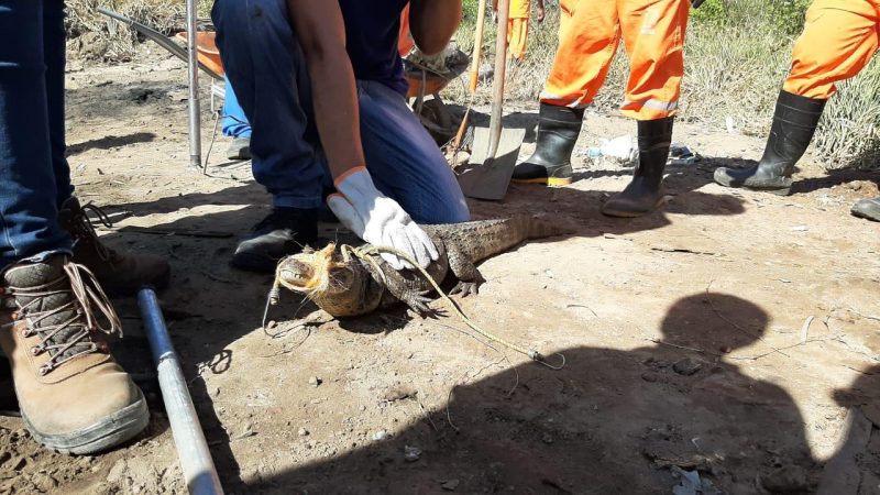 Jacaré-de-papo-amarelo resgatado em Aracaju