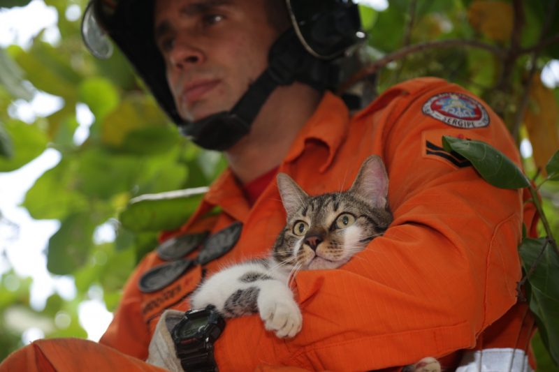 Corpo de Bombeiros atende mais de 380 chamados de salvamento de animais em SE