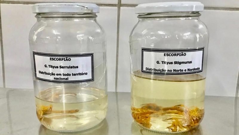 PMA alerta sobre cuidados para evitar aparecimento de escorpião