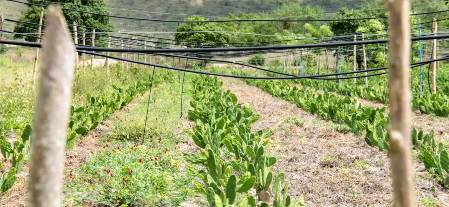 Governo cria bancos de sementes em perímetro irrigado para multiplicar palma