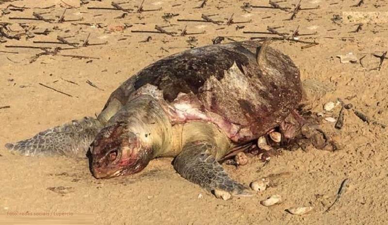 Tartaruga marinha encontrada morta na 13 de Julho