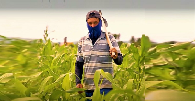 Colheita de milho verde em lagarto pode chegar a 663 toneladas