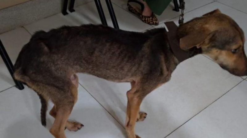 Homem é preso suspeito de manter cachorro sob maus-tratos em Lagarto