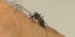 Deputada solicita carro fumacê nos municípios