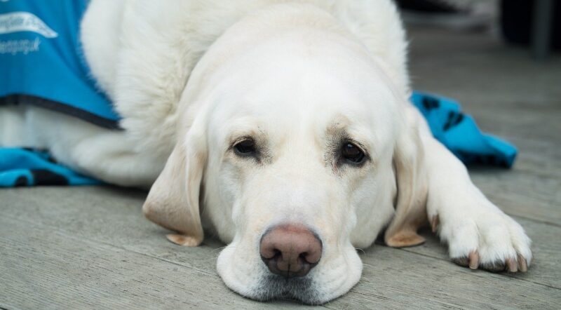 Governo reconhece ONG Amigo Fiel como de utilidade pública