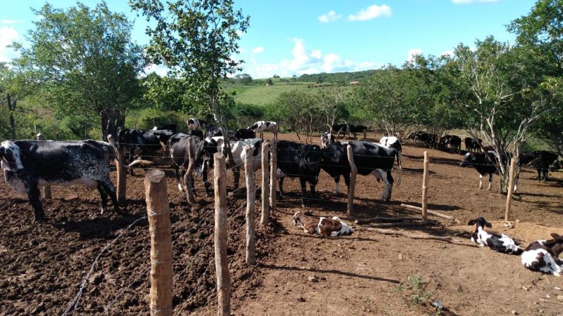 Campanha de Vacinação contra Febre Aftosa é prorrogada até 16 de julho