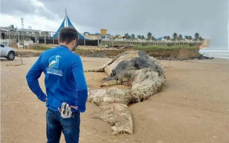Baleia Jubarte aparece morta na Praia da Costa em Sergipe