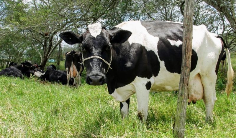Programa Pró-Sertão Bacia Leiteira é aprovado pela Alese