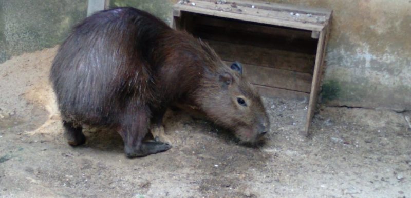 Capivara é resgatada pela Adema na Zona Sul de Aracaju