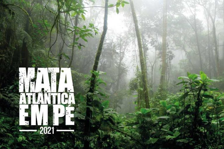 Ministérios Públicos deflagram operação para coibir desmatamento da Mata Atlântica