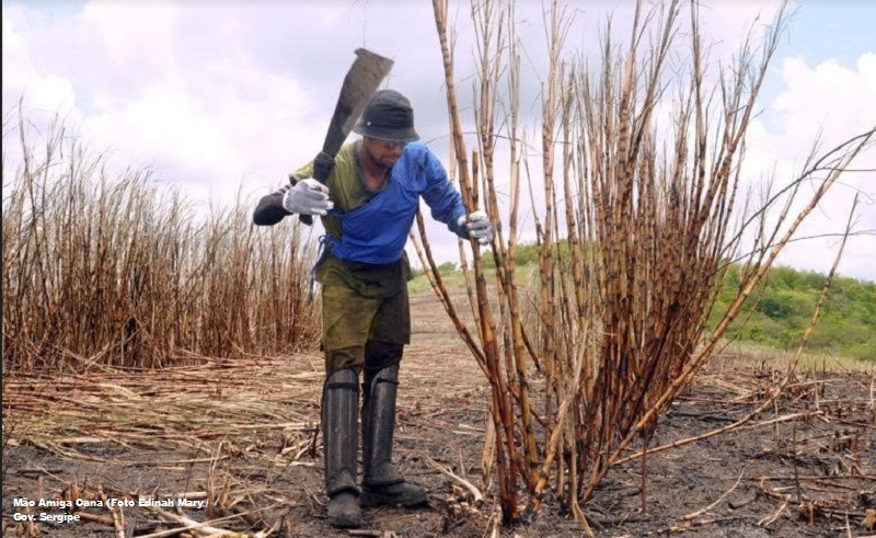 Governo paga terceira parcela do Programa Mão Amiga a cortadores de cana