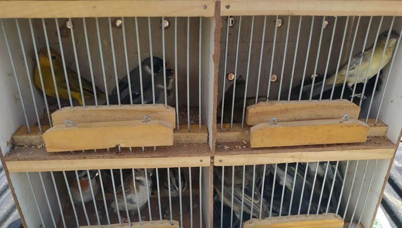 Polícia apreende animais silvestres na feira das trocas no bairro Lamarão