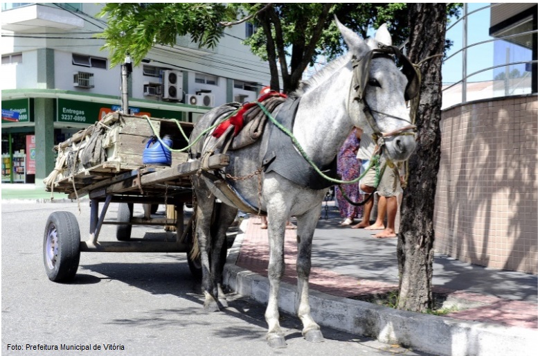 Deputada de Sergipe Kitty Lima pede microchipagem de animais de tração de carroças