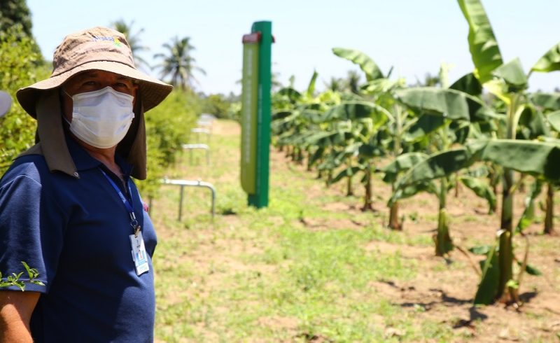 Governo implanta unidade de observação de variedades de banana