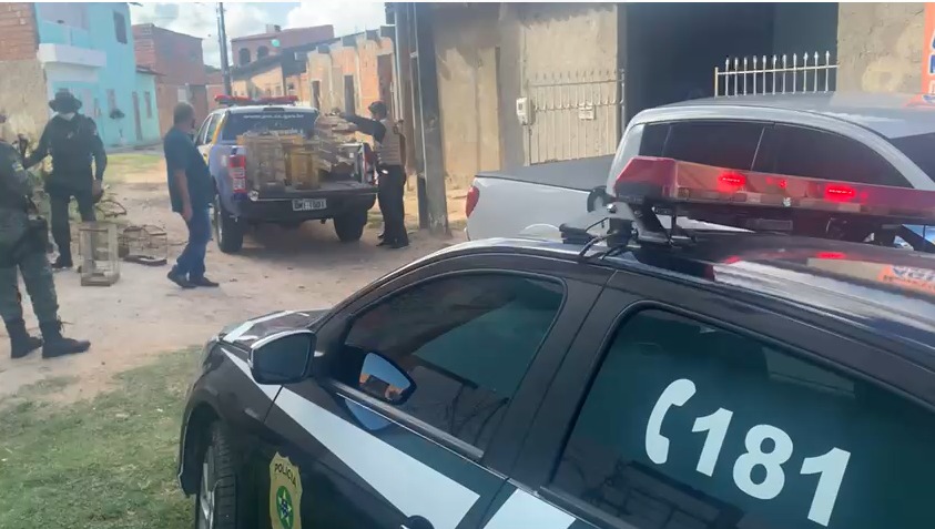 Polícia e Ibama apreende 59 pássaros silvestres em Aracaju