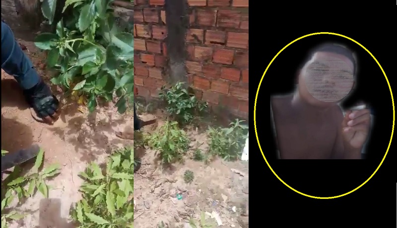 VÍDEO: Homem é preso com pés de maconha em São Cristovão