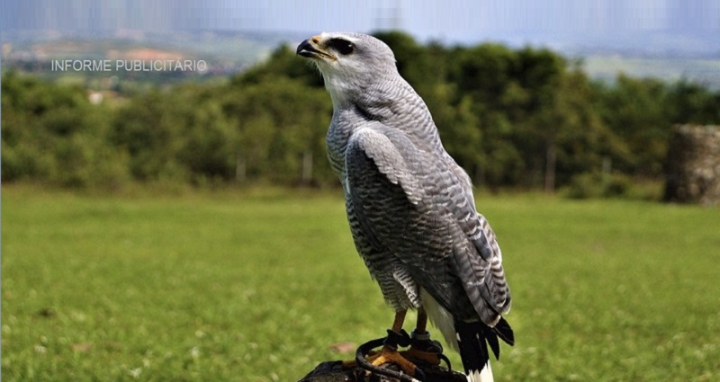 Parque dos Falcões – Santuário ambiental na Serra de Itabaiana