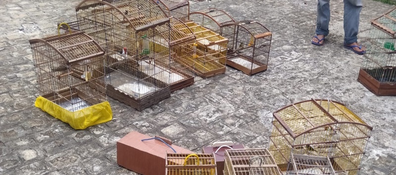 Polícia flagra comércio ilegal de aves silvestres em Lagarto