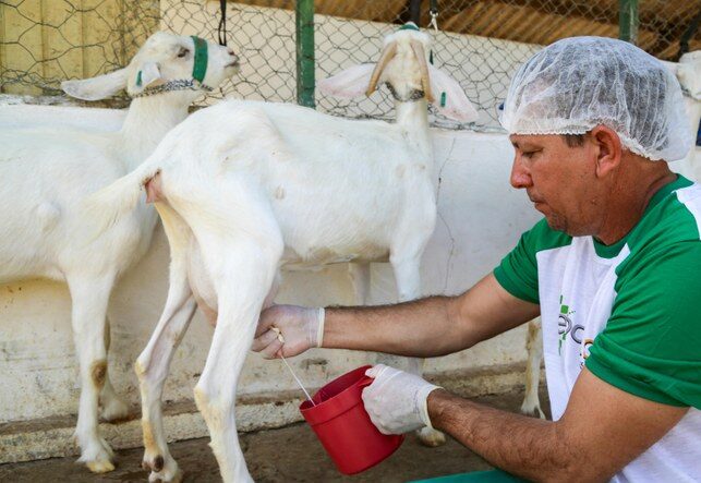 Escolas estaduais poderão oferecer leite de cabra na merenda