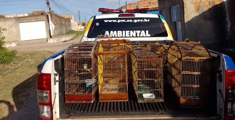 PM apreende 51 aves silvestres mantidas em cativeiro ilegal