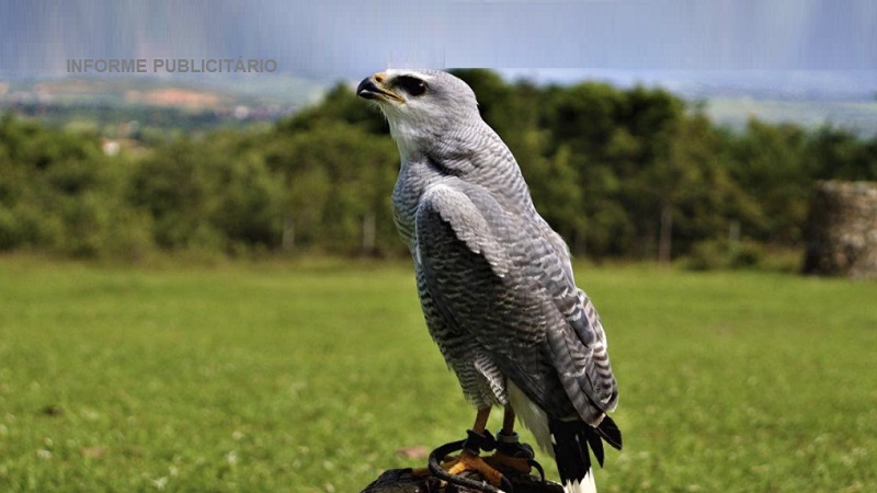 Parque dos Falcões – Santuário ambiental na Serra de Itabaiana