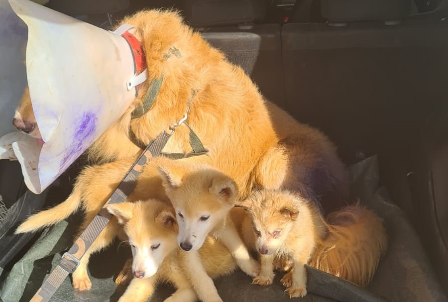 Polícia encontra canil clandestino na Barra dos Coqueiros