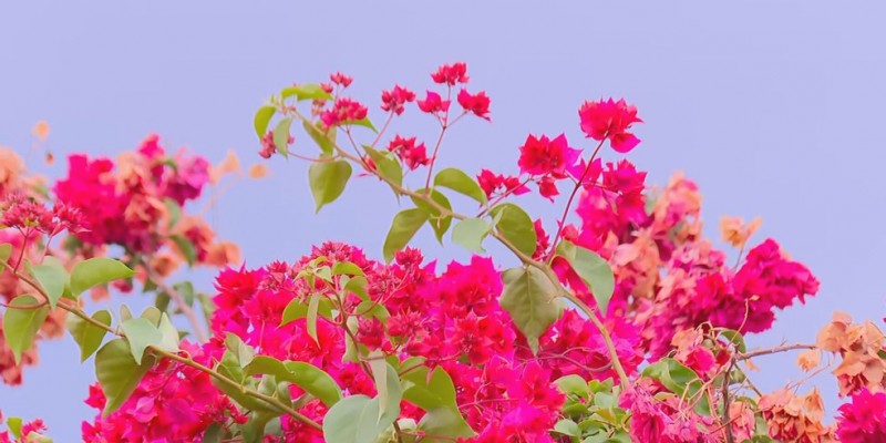 Primavera em Sergipe terá predominância de tempo firme