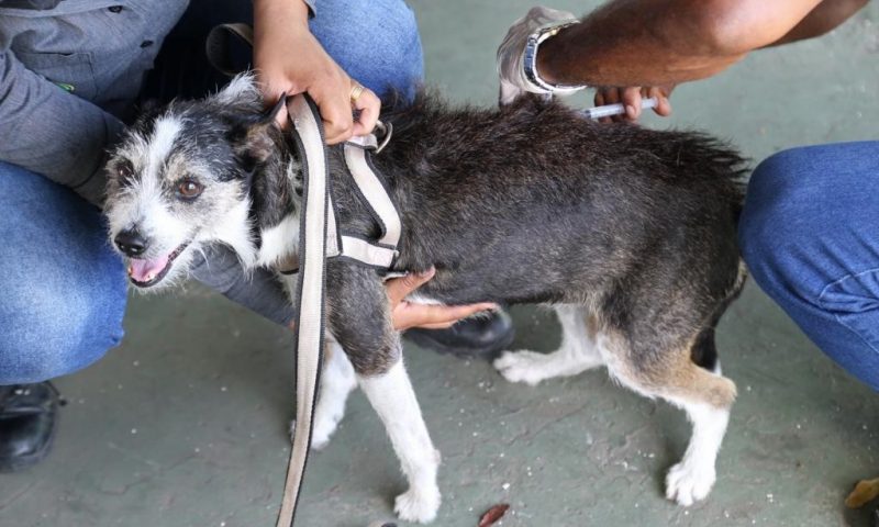 PMA inicia campanha antirrábica para cães e gatos na próxima segunda-feira, dia 10
