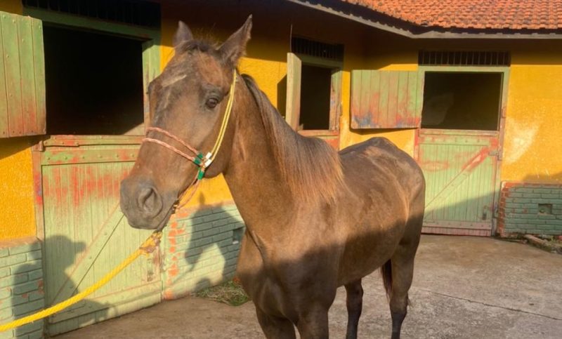 Cavalos de Valdevan Noventa são apreendidos