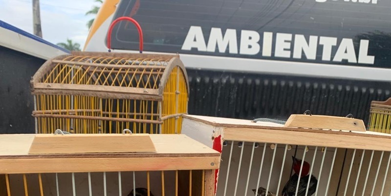 Polícia apreende 40 aves silvestres em feira livre de Lagarto