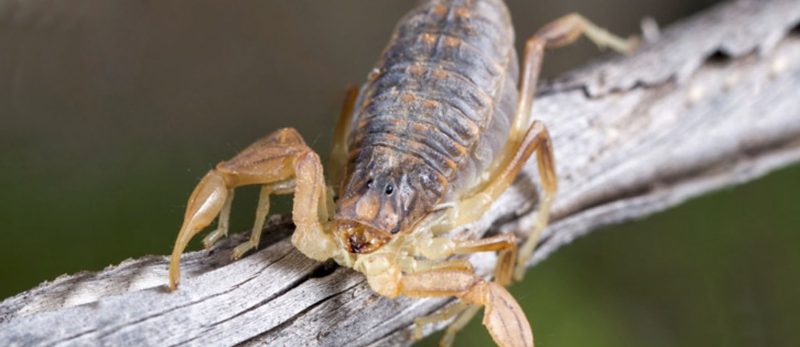 SES alerta sobre cuidados preventivos contra escorpiões durante o verão