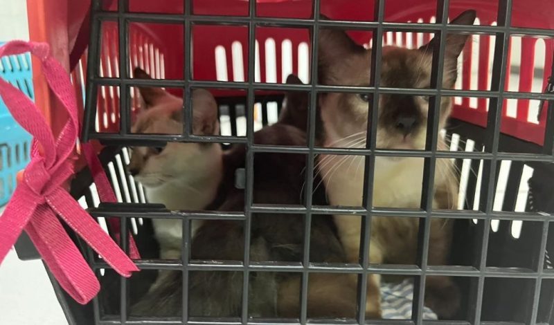 Cadastro para castração de animais está temporariamente suspenso