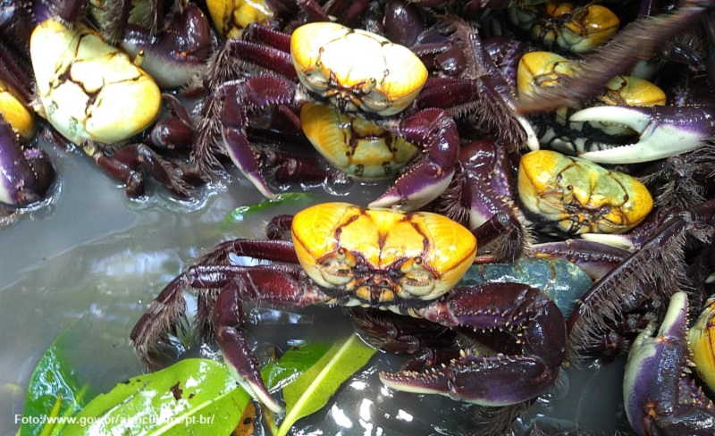 DEFESO: Defeso do caranguejo-uçá entra no 2º período em 11 estados brasileiros