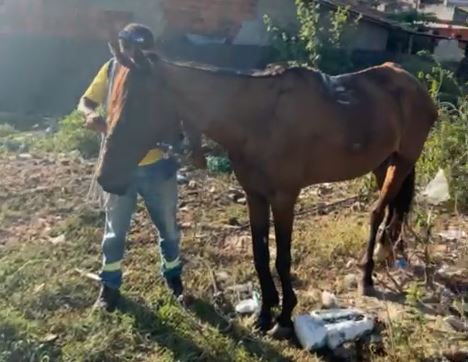 Depama resgata animais mantidos em situação de maus-tratos – VEJA O VÍDEO