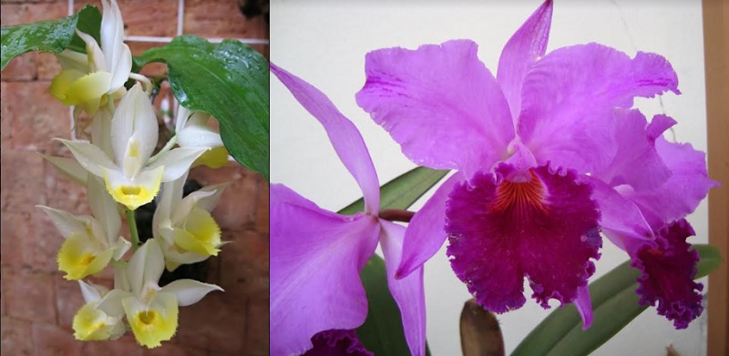 Sergipe sediará 6º Bienal de Orquídeas do Nordeste