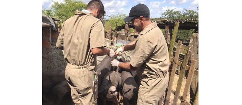 Emdagro inicia segundo ciclo de vigilância de doenças em suínos