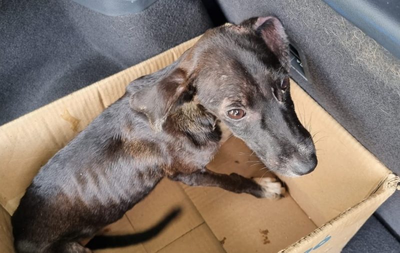 Depama resgata dois cachorros em situação de maus-tratos em Nossa Senhora do Socorro