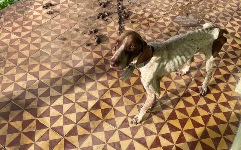 Homem é preso suspeito de maus-tratos contra dois cachorros