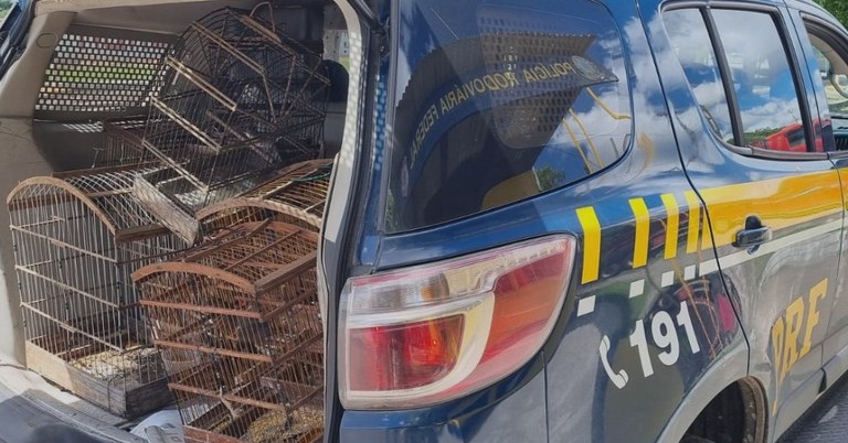 PRF resgata pássaros silvestres na BR-235 – VEJA O VÍDEO