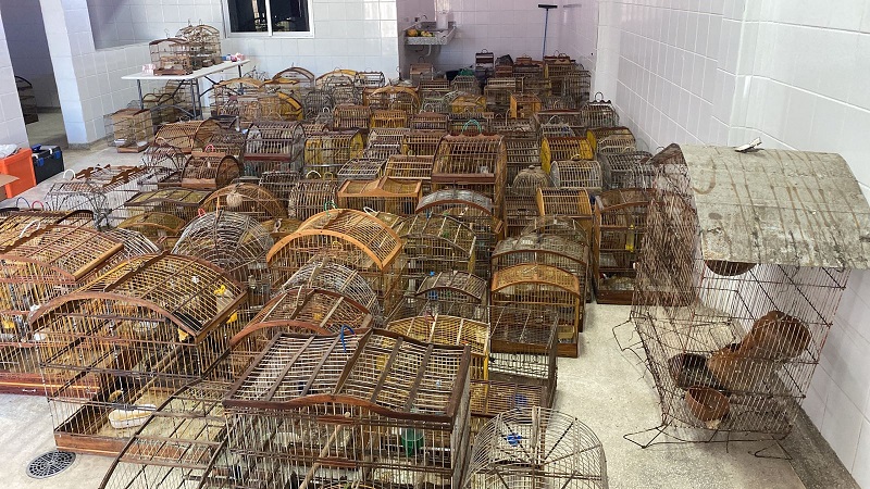 FPI/SE apreende 593 animais em cinco dias de fiscalização em seis municípios de Sergipe