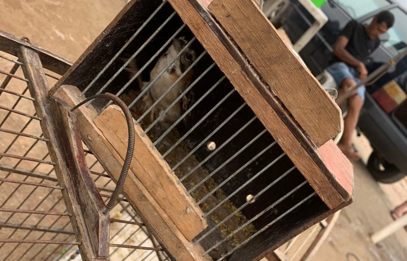 Polícia flagra homem com ave silvestre escondida dentro do bolso da bermuda