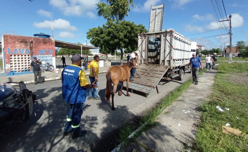 Polícia realiza operação contra crime de maus-tratos em Aracaju