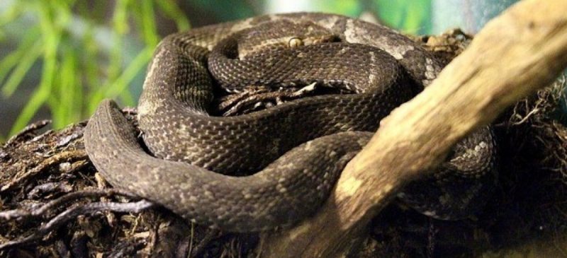 Sergipe registra mais de 1.800 casos de acidentes por animais peçonhentos