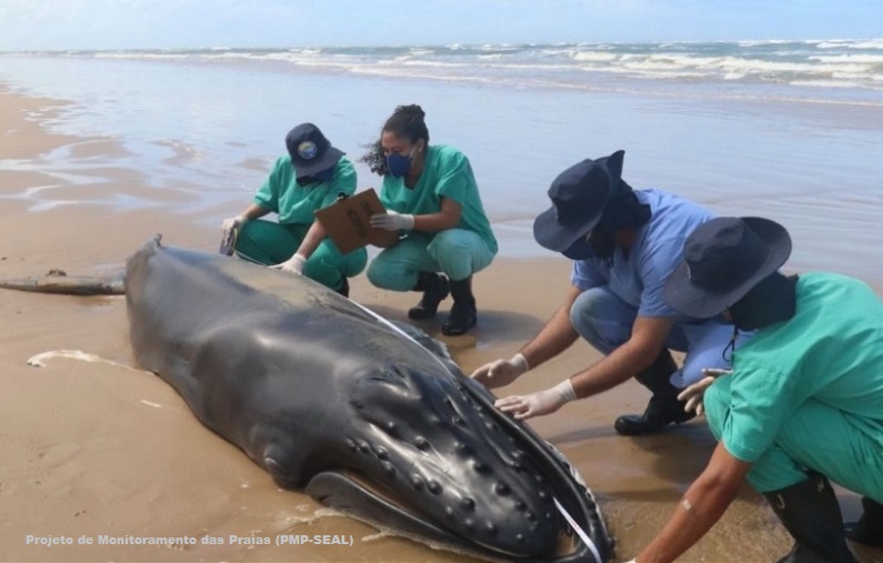 Filhote de baleia jubarte é encontrado morto na praia da Caueira, litoral sul de Sergipe