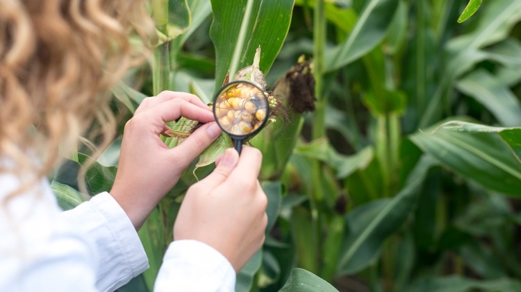 MP instaura Inquérito para verificar grau de contaminação por agrotóxicos nos produtos alimentícios em Sergipe