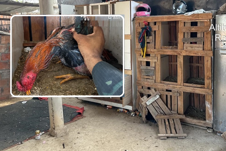 Polícia fecha rinha de galo em residência no Parque dos Faróis