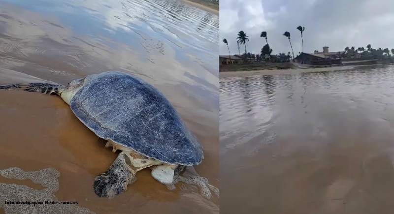 Tartaruga-oliva é encontrada morta na Praia da Costa no município da Barra dos Coqueiros