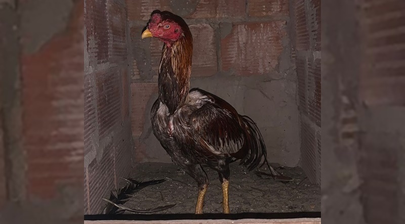 Homem é preso suspeito por maus tratos a animais em Nossa Senhora do Socorro