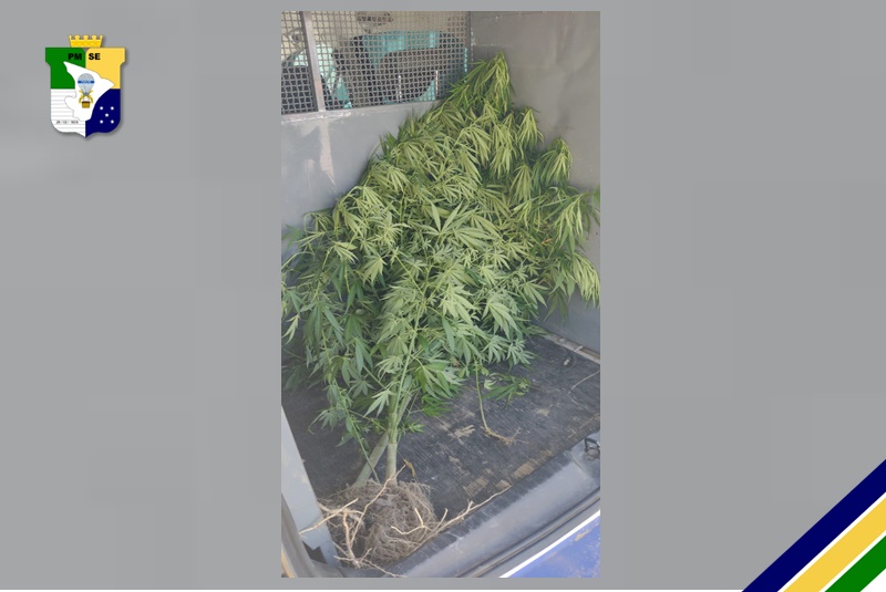PM apreende cinco pés de maconha no município de São Cristóvão