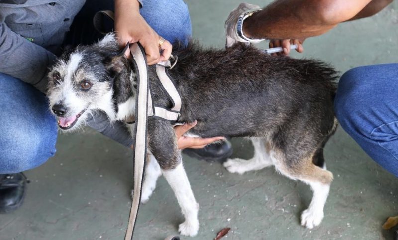 Vacina antirrábica: PMA intensifica campanha com postos fixos a partir do próximo sábado, 18